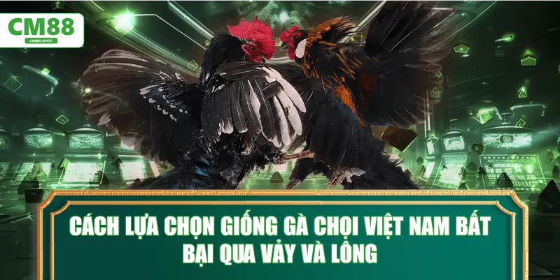 Cách lựa chọn giống Gà chọi Việt Nam bất bại qua vảy và lông